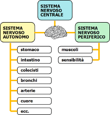 organizzazione sistema nervoso